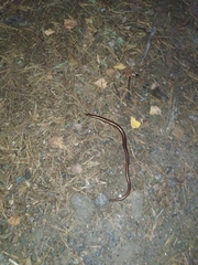 Anguis colchica