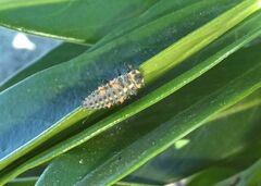 Coccinella