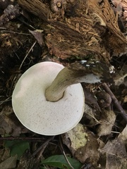 Tylopilus felleus