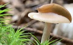 Agaricales