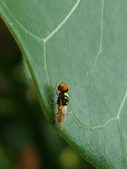Stratiomyidae