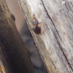 Anthocoridae