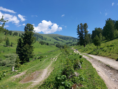 Pinus sibirica