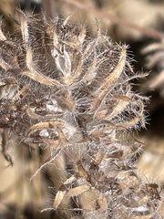 Phacelia imbricata