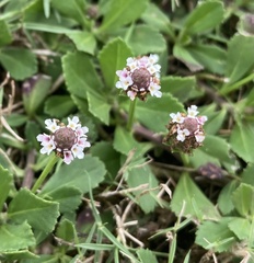Phyla nodiflora