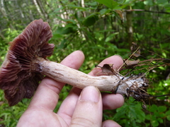 Laccaria ochropurpurea