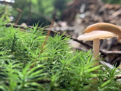 Agaricales