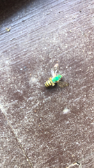 Agapostemon