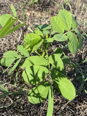 Senna obtusifolia
