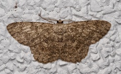 Hypomecis punctinalis