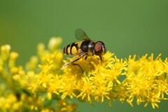 Eristalis transversa