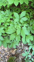 Aesculus parviflora