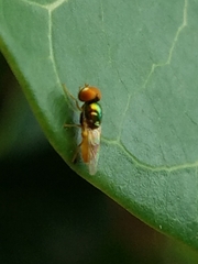 Stratiomyidae
