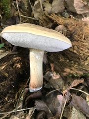 Tylopilus felleus