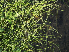 Equisetum arvense