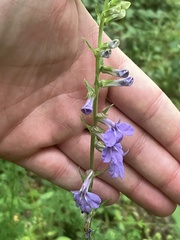 Lobelia puberula