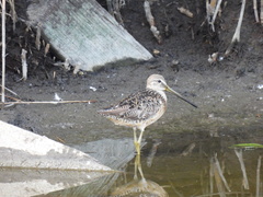 Limnodromus scolopaceus