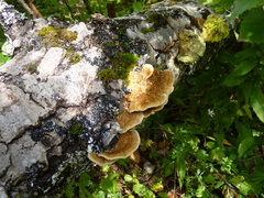 Trametes trogii