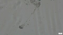 Penicillium