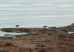 Calidris temminckii