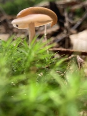 Agaricales