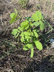 Senna obtusifolia