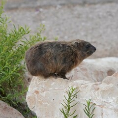 Procavia capensis