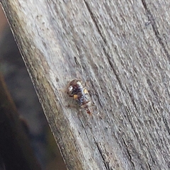 Anthocoridae