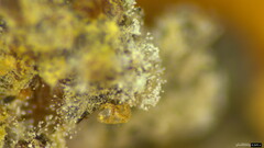 Penicillium