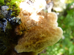 Trametes trogii