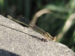 Platycnemis phyllopoda