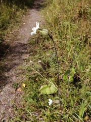 Silene latifolia alba