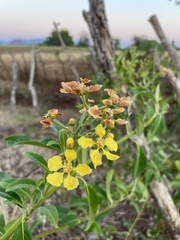 Callaeum macropterum