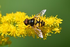Eristalis transversa
