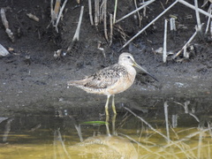 Limnodromus scolopaceus