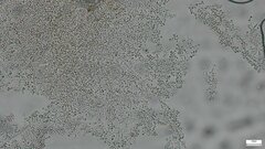 Penicillium
