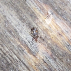 Anthocoridae