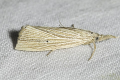 Eoreuma densellus