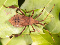Acanthocephala terminalis