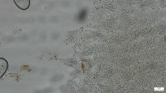 Penicillium