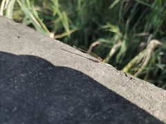 Platycnemis phyllopoda
