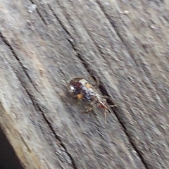 Anthocoridae