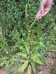 Phytolacca