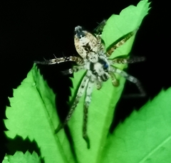 Anyphaena