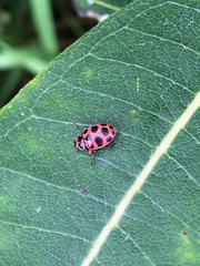 Coleomegilla maculata