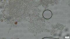 Penicillium