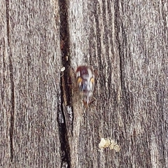 Anthocoridae