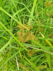 Cyperus strigosus