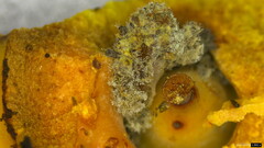 Penicillium