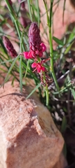 Indigofera venusta